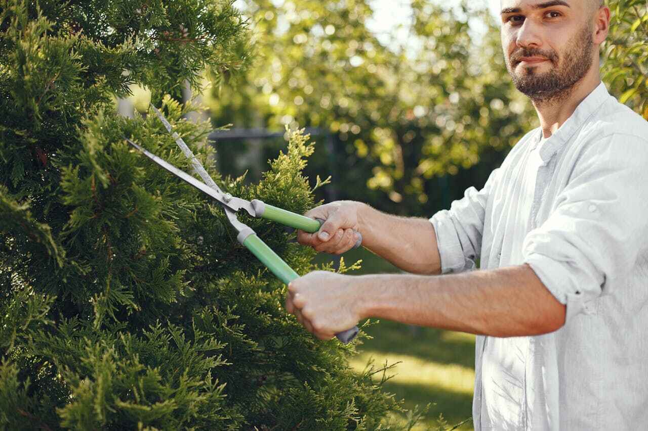 The Steps Involved in Our Tree Care Process in Unadilla, GA